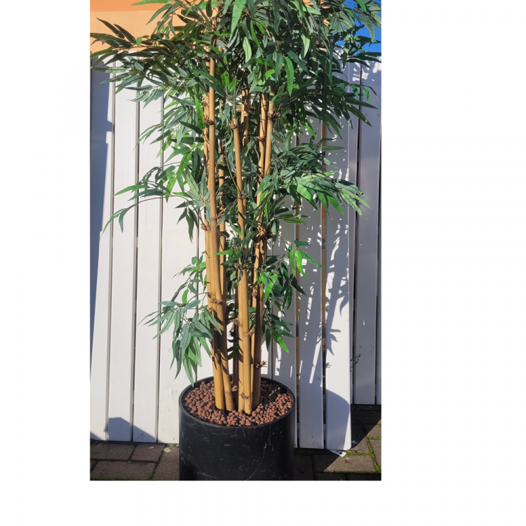 Dekopflanze Bambus